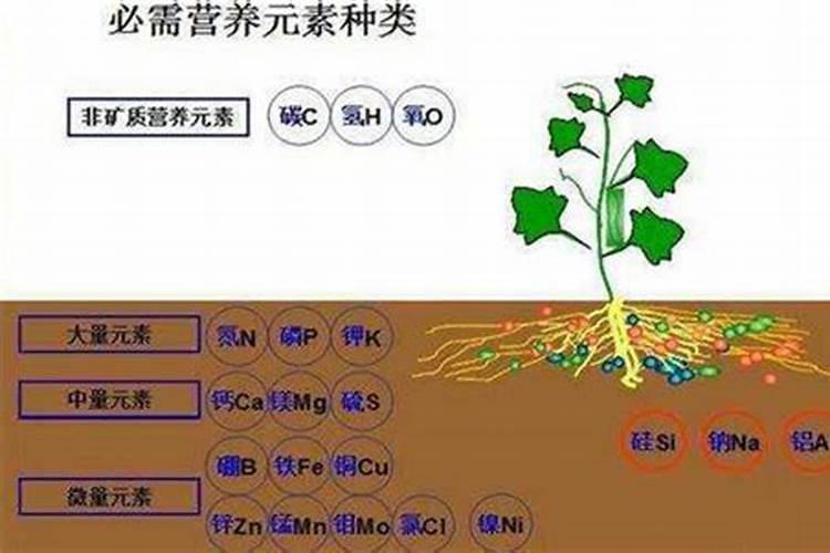 氮磷肥的作用及功能