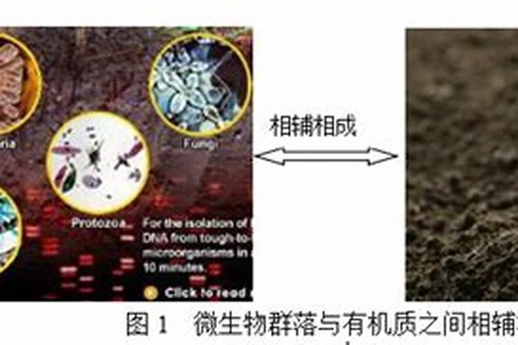 微生物肥料与化肥的关系