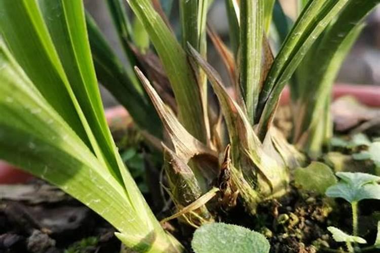 兰花多久施一次缓释肥兰花缓释肥施用周期是多久？