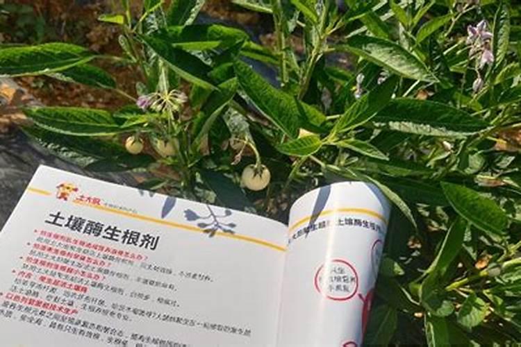 人参果化肥代加工厂家有哪些品牌好一点？