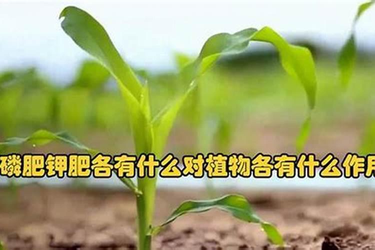 磷肥钾肥氮肥有什么作用,初中