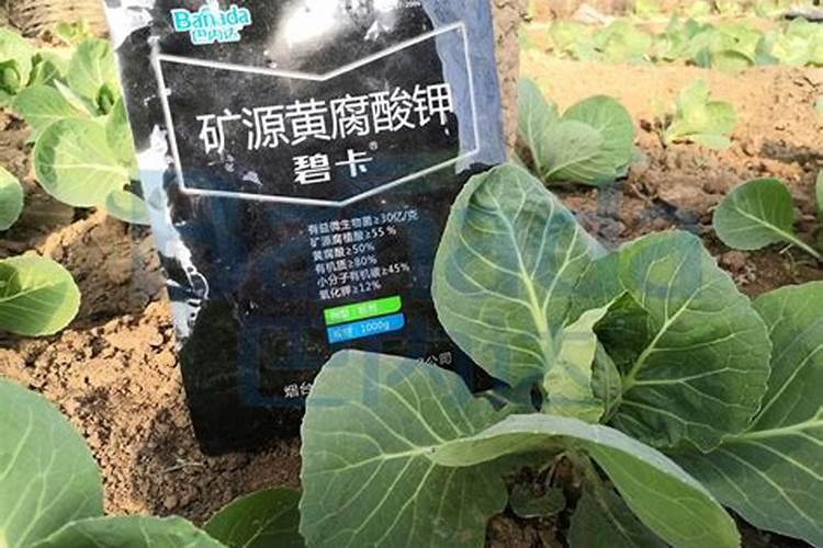 矿源黄腐酸钾怎么用在槟榔效果好地瓜？