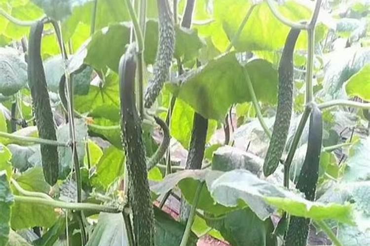 黄瓜浇什么肥料合适