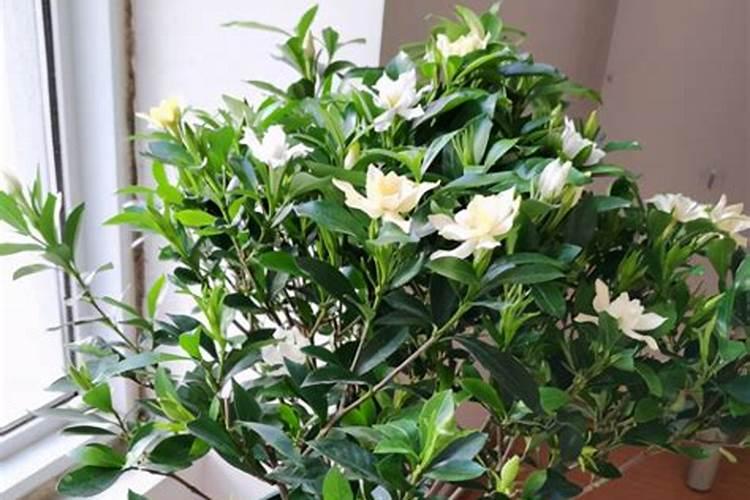 栀子花最忌三种肥料