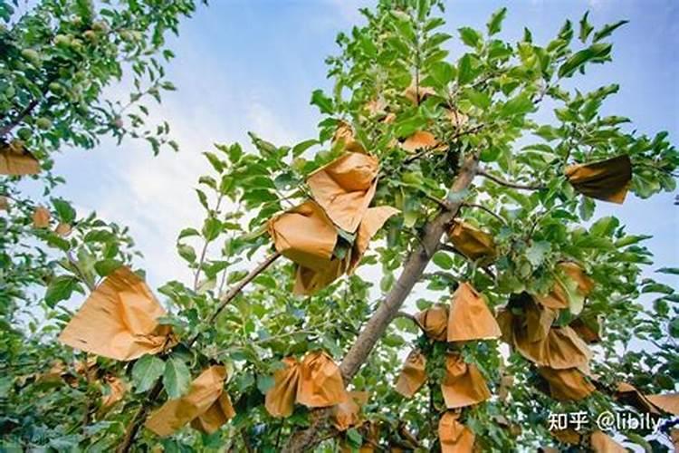 白菜果树专用肥什么时候是最好？