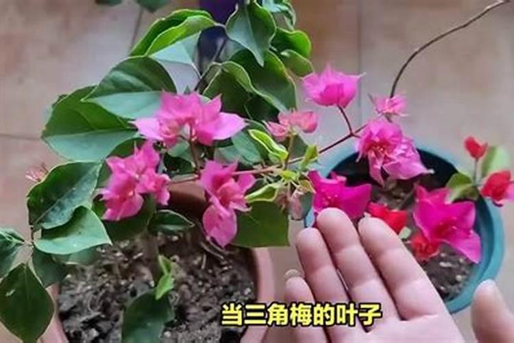 三角梅在10月浇肥大了咋办