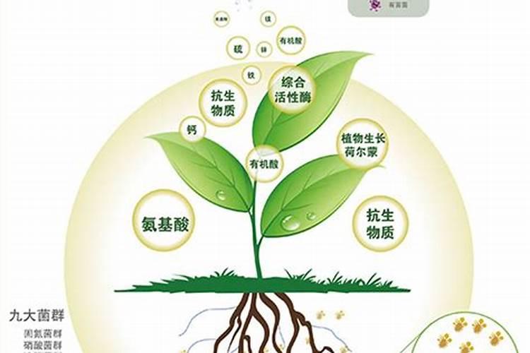 有机肥与生物菌肥到底有什么区别