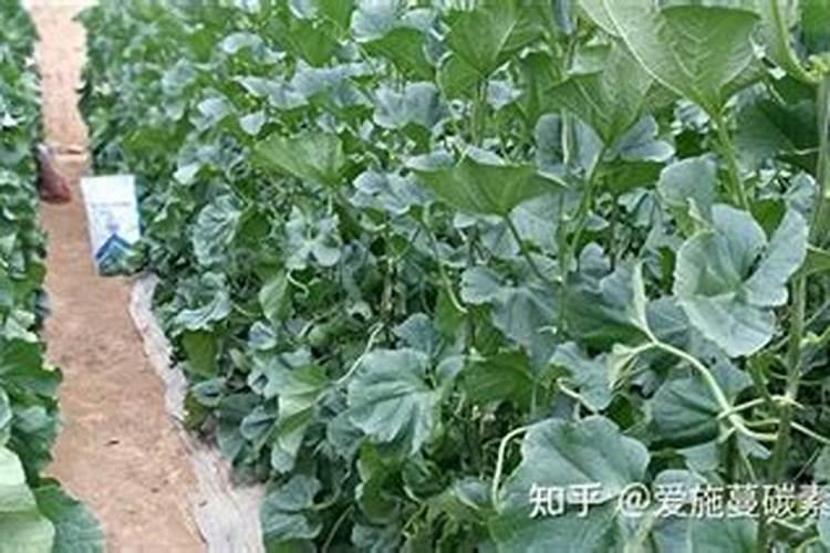 水溶肥和颗粒肥哪个效果好些呀？