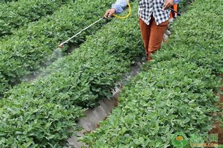 常用的植物叶面肥彩椒