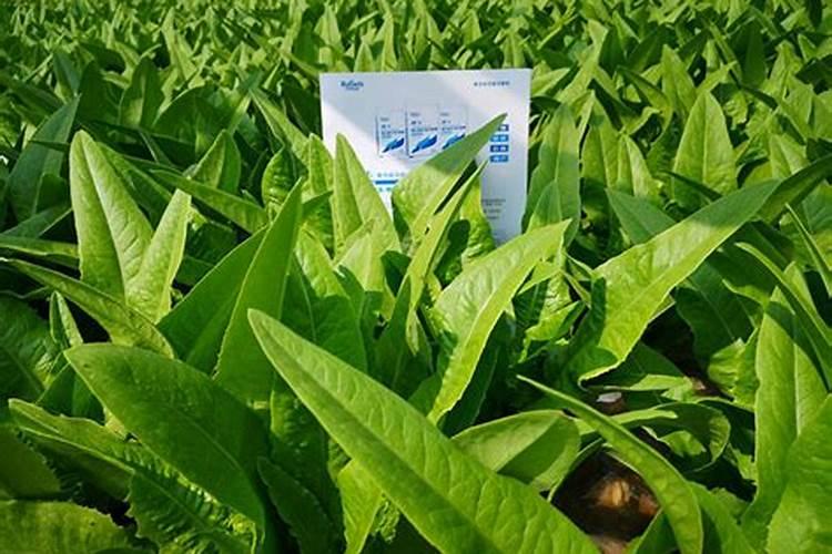 颗粒水溶肥怎样使用效果好一点木薯？