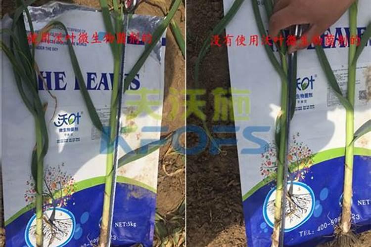 蒜苗微生物菌剂怎么使用方法？