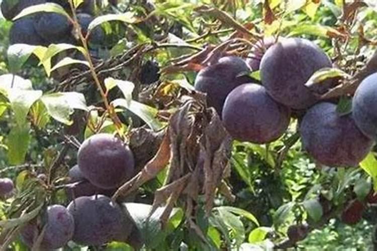 李子树缓释肥料的正确方法？