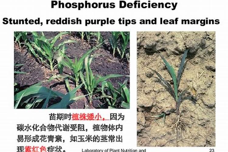 氮磷肥的功效与作用