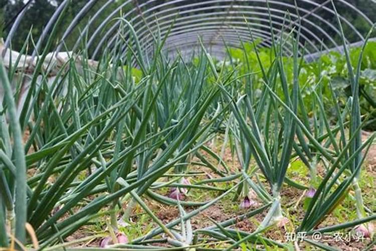 洋葱是几月份种植的？具体怎么种？