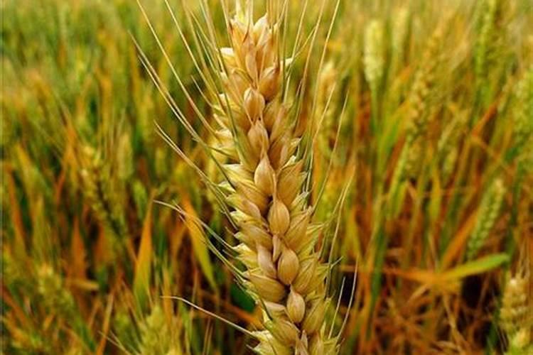 小麦最好的叶面肥是哪种品种2025香花槐？