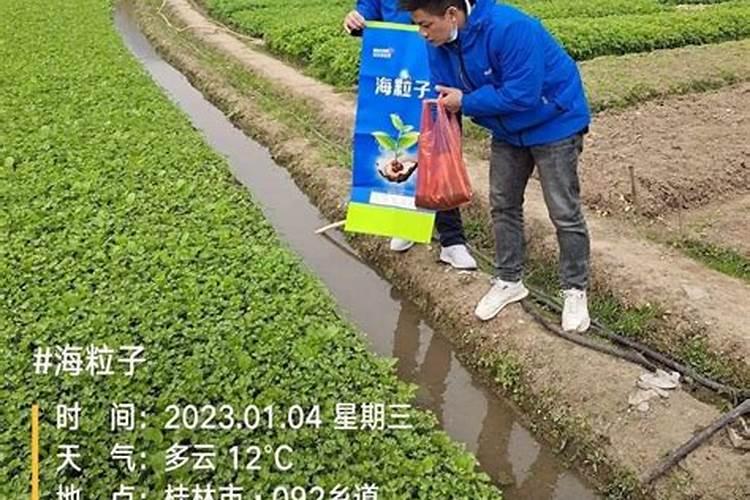 磐石2025海藻颗粒肥好不好施肥？