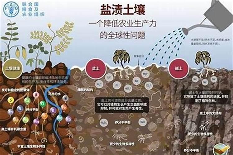 微生物菌肥使用过量危害