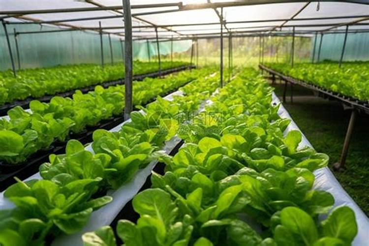 东北的大棚里都适合种植哪些青菜？