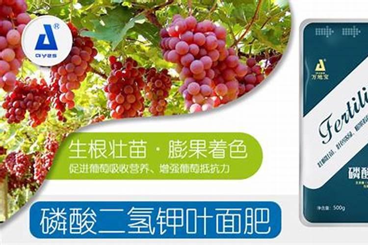 葡萄常用的叶面肥是什么品种燕麦？
