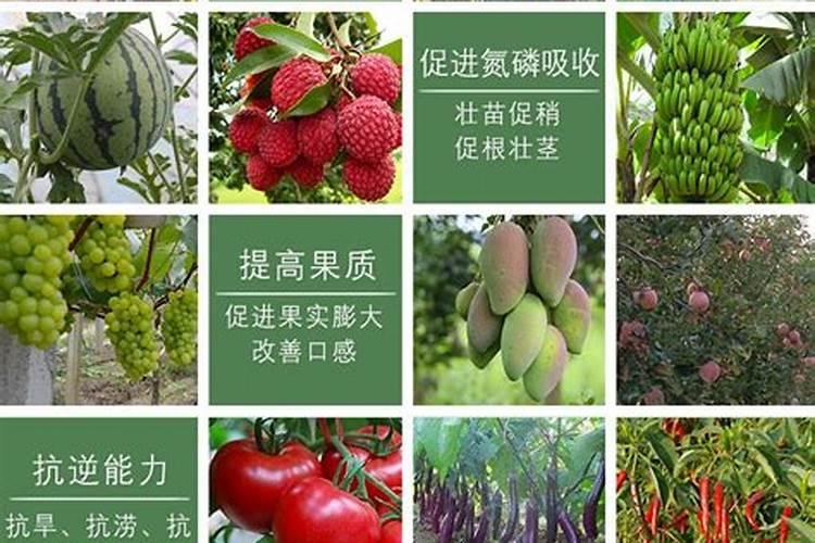 海藻肥料厂家直销电话是多少？