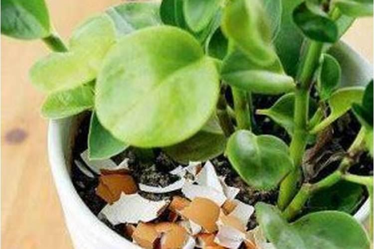 养花用什么肥料好？该怎么样选择？