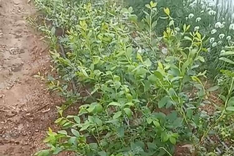 颗粒水溶肥肥效期多长时间一次好？