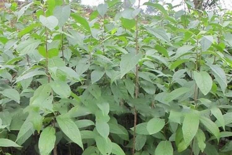 杜仲树苗的种植方法？树苗？？？