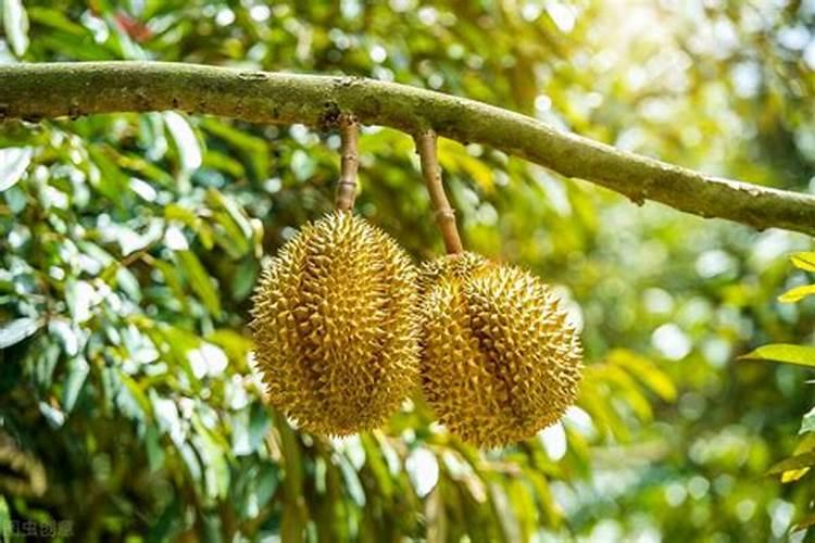 河北衡水适合种榴莲树吗知乎？