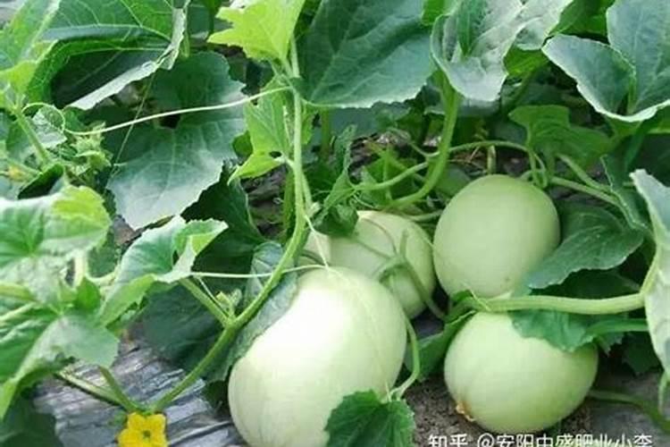 大棚甜瓜冲高钾水溶肥一亩冲多少合适瓜有鸡蛋大