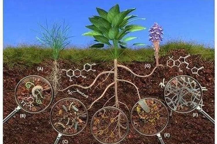 微生物菌剂中的菌是细菌还是真菌万寿菊？
