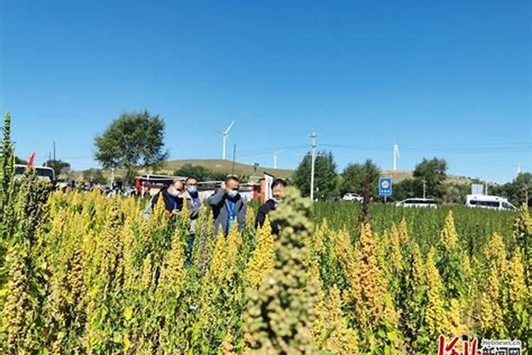 化肥生产基地有哪些公司上市企业藜麦？