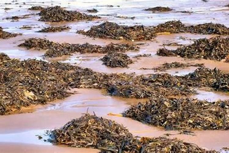 海藻肥怎么施效果最好？