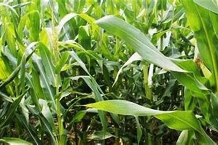 种玉米氮磷钾肥含量为多少2025？