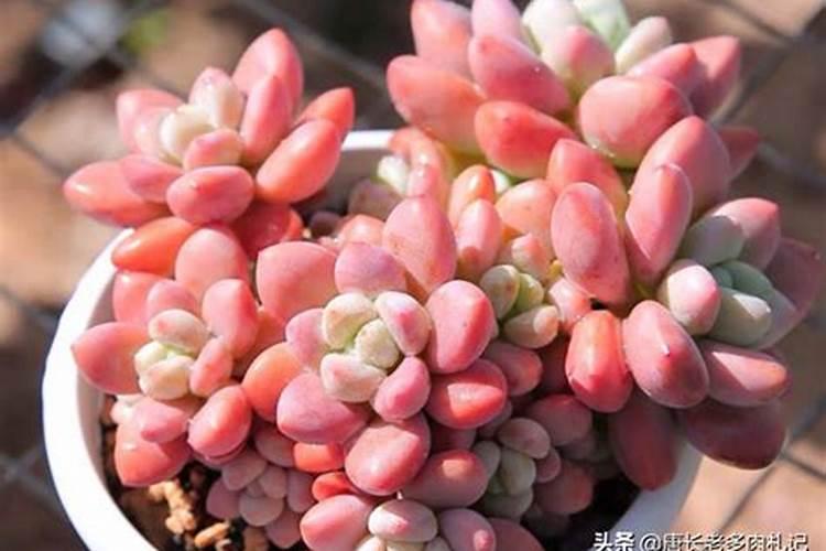 多肉缓释肥怎么用