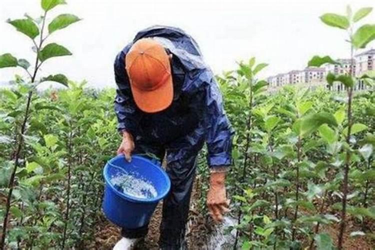 怎样防止果树施肥烧根
