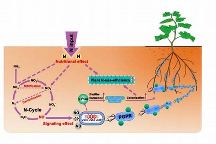 2025微生物肥料的作用机制