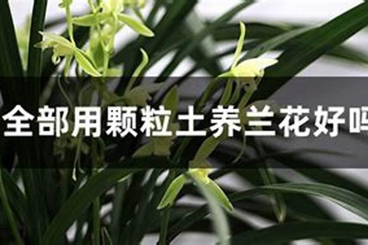 全部用颗粒土养兰花好吗