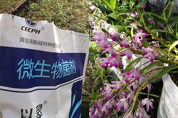 鞍山2025石斛化肥厂家哪里最多知乎？