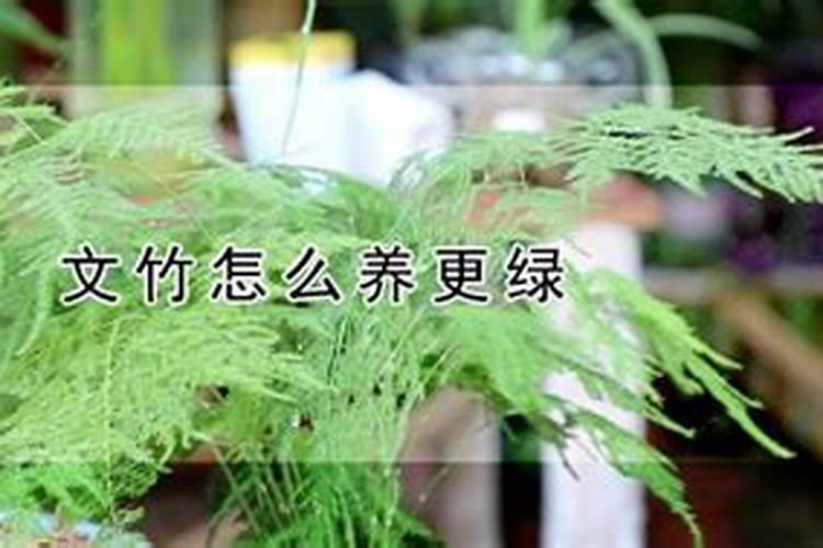 夏季文竹如何补肥最合适