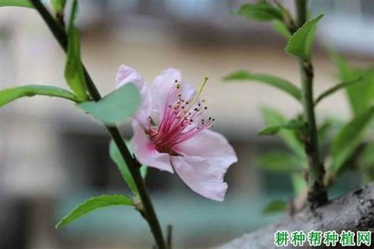 如何让桃树根系往下生长？