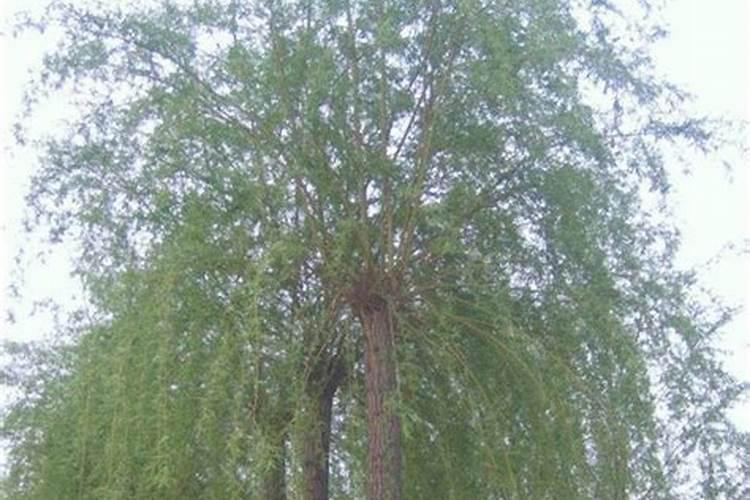 垂柳树种植用什么肥料