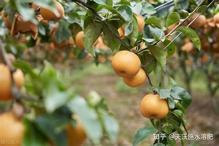 想要果实快速膨大用什么水溶肥好
