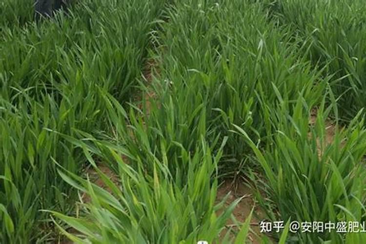 小麦最好的叶面肥是什么？