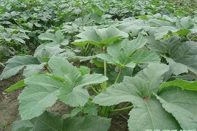 黄秋葵缓释肥是什么肥料什么样子？