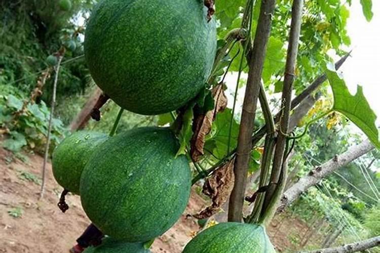 瓜蒌子小是缺什么肥料？