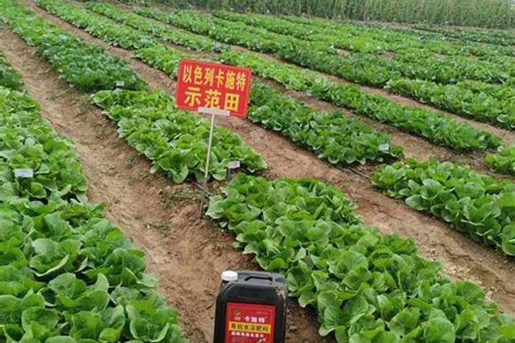 水溶肥效果好还是缓释肥效果好登封？
