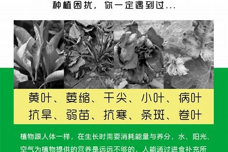 2025氨基酸叶面肥多少天喷一次好？