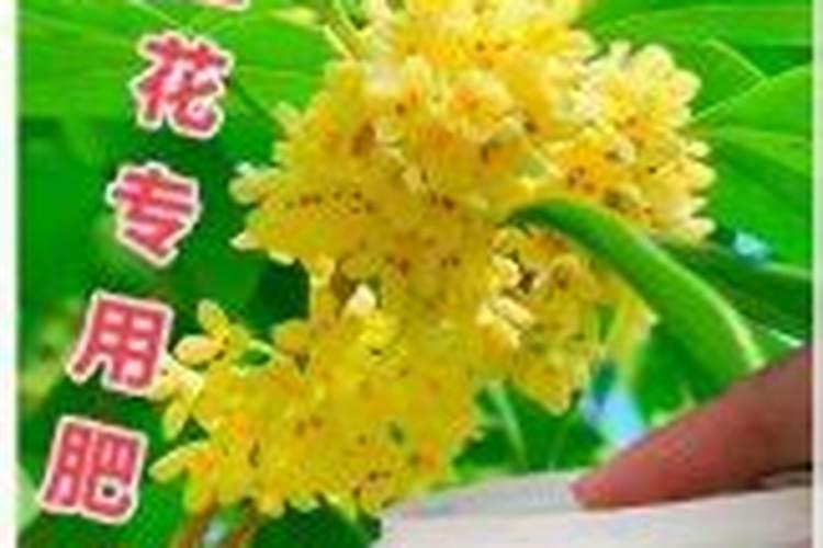 缓释肥和复合肥哪个好用一些？