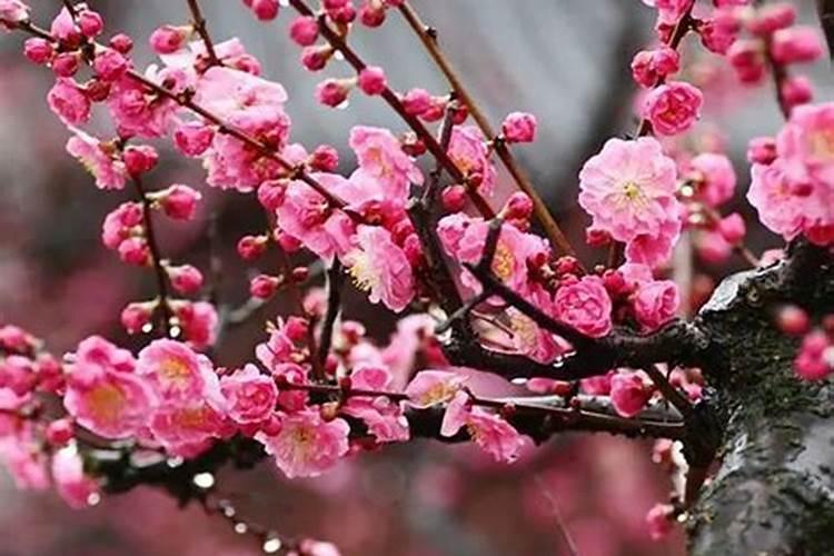 怎么预防西瓜早衰？</p><p>在西瓜生长过程中，施用充足的基肥至关重要，每亩可施用3</p><p><h3 ext>二、怎么预防西瓜早衰？</p><p>预防西瓜早衰需从肥料、土壤和施肥时机三方面入手。西瓜留瓜节位低，第1朵雌花坐果后不摘除，导致养分过度集中于第1个瓜，影响后续生长，应适时摘除。保肥性差的土壤易脱肥，过于粘重土壤在极端天气下影响根系吸收，应选择保肥性好土壤种植。西瓜生长需施足基肥，每亩3</p><p><h3 ext>三、河北衡水适合种榴莲树吗知乎？