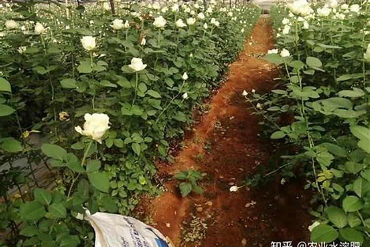 侯马2025水溶肥正规厂家有哪些知乎推荐？